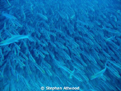In the Boneyard: Diving in a Bonefish shoal in Mexico - Y... by Stephan Attwood 